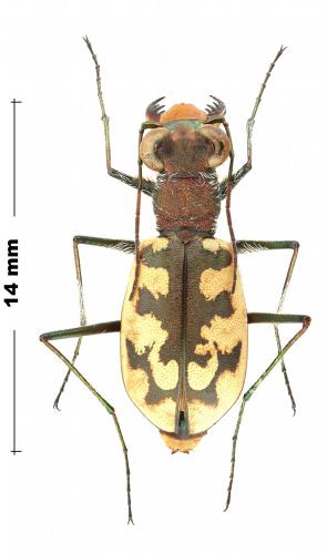 Cephalota circumdata imperialis